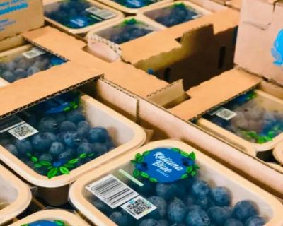 kaituna-blueberries-punchbowl-packaging-pk.jpg