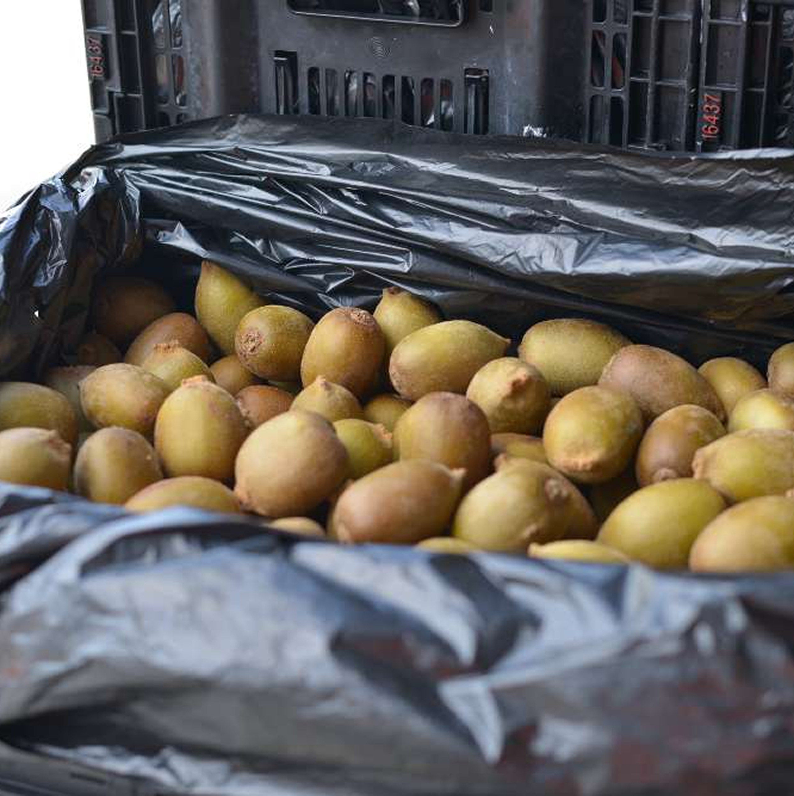 Wb Bag Kiwifruit